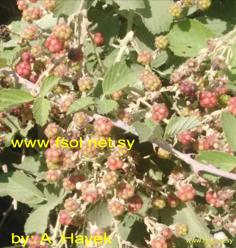 Rubus creticus Tourn. ex L.